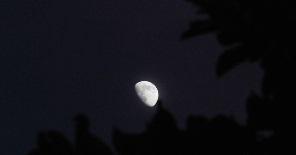 Capture of a waxing gibbous moon framed by night sky foliage.